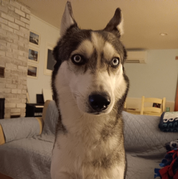 Meet your Posher, Natalie 🐶🐱❤️🐾 - Picture 7 of 12